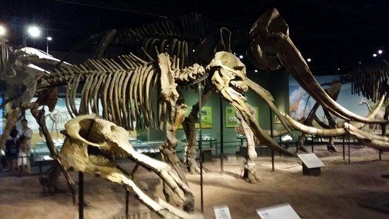 Tianjin Natural History Museum